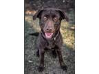 Adopt Luna a Brown/Chocolate Labrador Retriever / Mixed dog in Merriam
