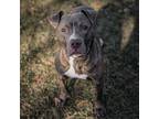 Adopt Roy a Gray/Blue/Silver/Salt & Pepper Pit Bull Terrier / Mixed dog in