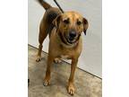 Adopt Loki a Mixed Breed (Medium) / Mixed dog in Jonesboro, AR (40848507)