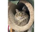 Adopt Penelope a Brown Tabby Domestic Mediumhair (medium coat) cat in Missoula