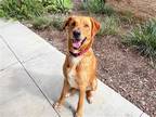 Adopt HANK a Red/Golden/Orange/Chestnut Labrador Retriever / Mixed dog in