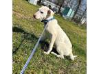 Adopt Champagne a White - with Tan, Yellow or Fawn Labrador Retriever / Terrier