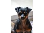 Adopt Pippi a Black - with Tan, Yellow or Fawn Miniature Pinscher / Mixed dog in