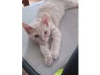Adopt Parker a Tan or Fawn Domestic Shorthair (short coat) cat in Bloomington