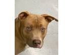 Adopt Grant a American Pit Bull Terrier / Mixed dog in Beebe, AR (40847756)