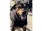 Adopt Kramer a Black - with Tan, Yellow or Fawn Hound (Unknown Type) / Mixed dog