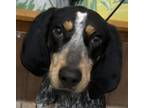 Adopt Timor Blue a Black - with White Bluetick Coonhound / Mixed dog in