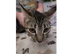 Adopt Queenie a Spotted Tabby/Leopard Spotted Domestic Shorthair cat in Modesto