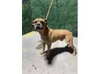 Adopt 55399751 a Brown/Chocolate Boxer / Mixed dog in El Paso, TX (40847152)