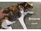 Adopt Brownie a Calico or Dilute Calico Domestic Shorthair (short coat) cat in