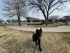 Adopt Obie a Black Mutt / Mixed dog in Arlington, TX (40846944)
