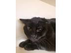 Adopt Midnight a Domestic Mediumhair / Mixed (short coat) cat in Bloomington