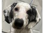 Adopt Sean season MOYEN POODLE a Tricolor (Tan/Brown & Black & White) Poodle