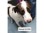 Adopt Hansel #2 A1334 a Cattle Dog / Mixed Breed (Medium) / Mixed dog in