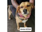 Adopt Annie A2264 a Beagle / Mixed dog in Morganton, NC (40846806)