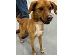 Adopt Greta a Beagle / Cocker Spaniel / Mixed dog in Portland, IN (40846641)