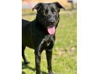 Adopt Archie a Labrador Retriever / Mixed dog in Jackson, MS (40846660)