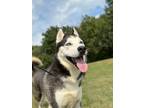 Adopt Wayne a Husky / Mixed dog in Pittsfield, IL (40846644)