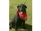 Adopt Joyce a Black Labrador Retriever / Golden Retriever dog in Norristown