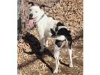 Adopt Angel a Collie / American Pit Bull Terrier / Mixed dog in Sunrise Beach