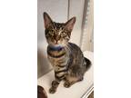 Adopt Zero a Domestic Shorthair / Mixed (short coat) cat in Fremont