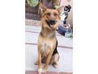 Adopt Jasmine a Black - with Tan, Yellow or Fawn German Shepherd Dog /