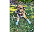 Adopt Jazz a Shepherd (Unknown Type) / Mixed Breed (Medium) / Mixed dog in