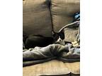 Adopt Gonzo a Black & White or Tuxedo Domestic Shorthair (short coat) cat in