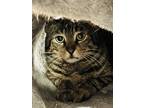 Adopt Barn Cat Terrance a All Black Domestic Shorthair / Domestic Shorthair /