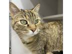 Adopt Mits a Gray or Blue Domestic Shorthair / Domestic Shorthair / Mixed cat in