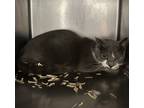 Adopt Davos TCR 5 2-26-24 a Gray or Blue Domestic Shorthair / Domestic Shorthair