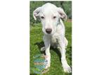 Adopt Aqua Dolce White Litter a White Labrador Retriever / Mixed dog in