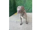 Adopt 55397752 a Gray/Blue/Silver/Salt & Pepper Pit Bull Terrier / Mixed dog in