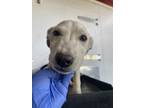 Adopt 55370605 a White Border Terrier / Mixed dog in El Paso, TX (40845595)