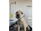 Adopt 55370604 a White Border Terrier / Mixed dog in El Paso, TX (40845594)