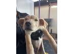 Adopt 55370602 a White Border Terrier / Mixed dog in El Paso, TX (40845593)