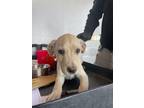Adopt 55370596 a White Border Terrier / Mixed dog in El Paso, TX (40845592)