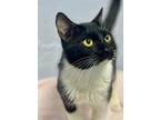 Adopt Ben a Domestic Shorthair / Mixed (short coat) cat in Freeport
