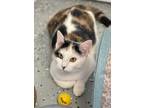 Adopt Calie a Domestic Shorthair / Mixed (short coat) cat in Freeport