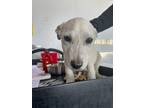 Adopt 55370593 a White Border Terrier / Mixed dog in El Paso, TX (40845591)