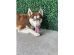 Adopt 55257286 a Brown/Chocolate Siberian Husky / Mixed dog in El Paso