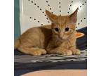 Adopt Sheldon a Orange or Red Tabby Tabby (short coat) cat in Temecula