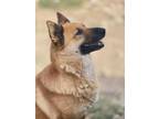 Adopt PALOMA a Tan/Yellow/Fawn - with White German Shepherd Dog / Mixed Breed