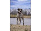 Adopt Willie a Brown/Chocolate - with White Plott Hound / Mixed dog in Tulsa