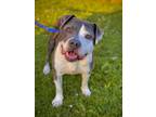 Adopt Luna a Gray/Silver/Salt & Pepper - with White American Staffordshire