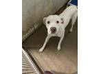 Adopt Tinkerbell a White Boxer / Mixed Breed (Medium) / Mixed (short coat) dog