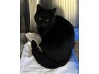 Adopt Briar a All Black Domestic Shorthair / Domestic Shorthair / Mixed cat in