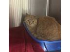 Adopt Birdie a Orange or Red Domestic Shorthair / Mixed Breed (Medium) / Mixed