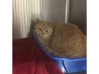 Adopt Birdie a Orange or Red Domestic Shorthair / Domestic Shorthair / Mixed cat
