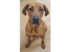 Adopt Big Red a Brown/Chocolate Rhodesian Ridgeback / Mixed dog in Fort Worth